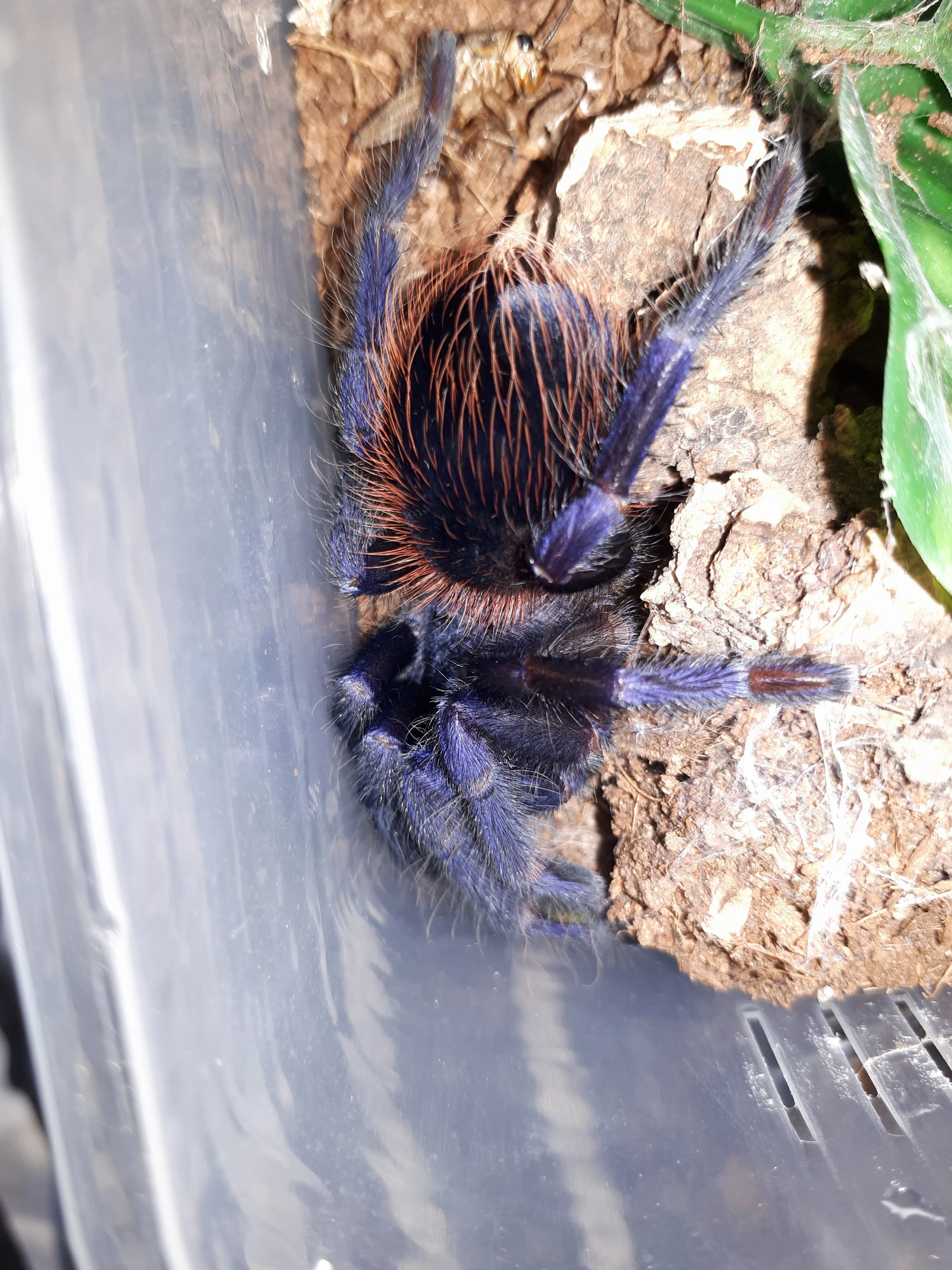 18093 brazilian blue velvet tarantula in habitat