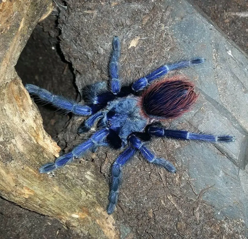 18093 handling blue velvet tarantula