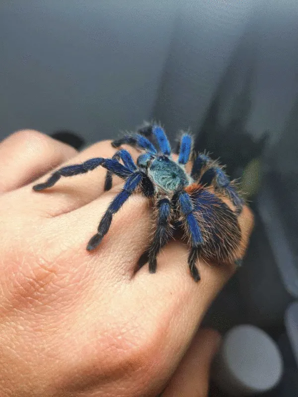 /img/18093-healthy-blue-velvet-tarantula.webp