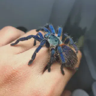 /img/18093-healthy-blue-velvet-tarantula.webp