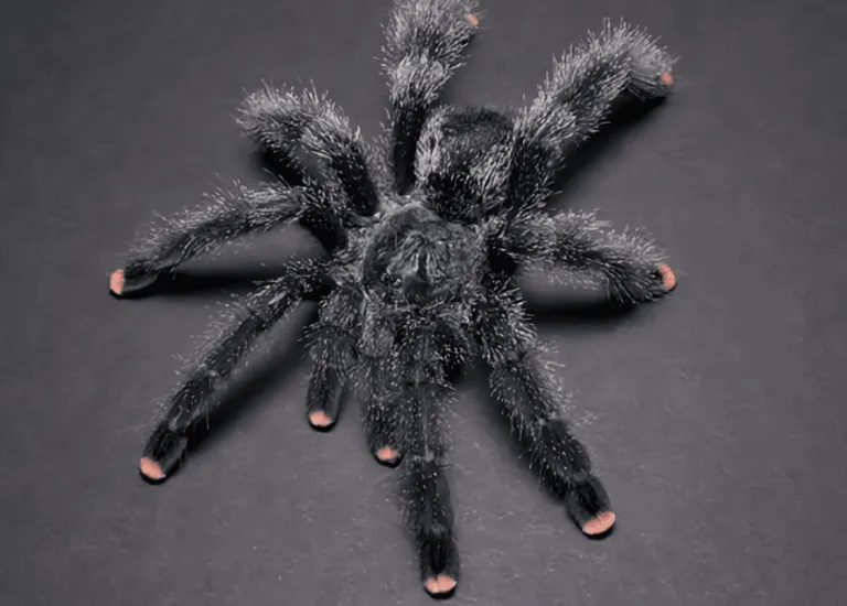 18094 pink toe tarantula parasites