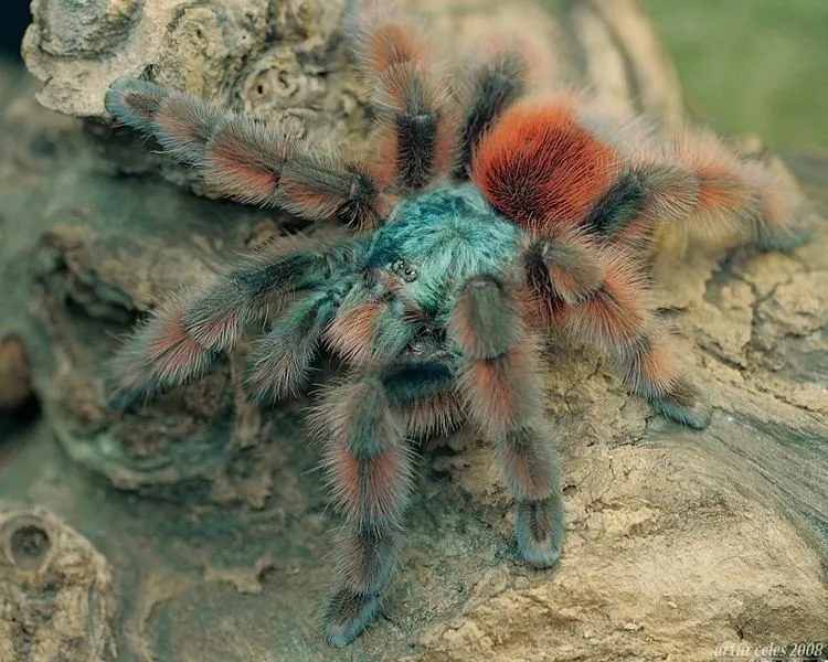 18095 versicolor tarantula coloration