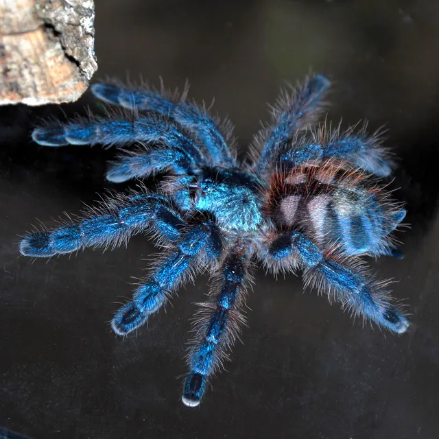 18095 versicolor tarantula feeding