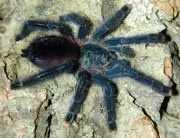 /img/18095-versicolor-tarantula-health.webp