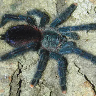 /img/18095-versicolor-tarantula-health.webp