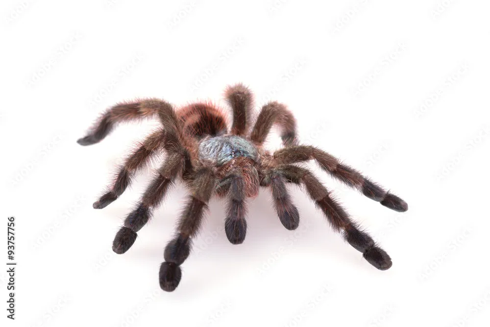 18095 versicolor tarantula housing
