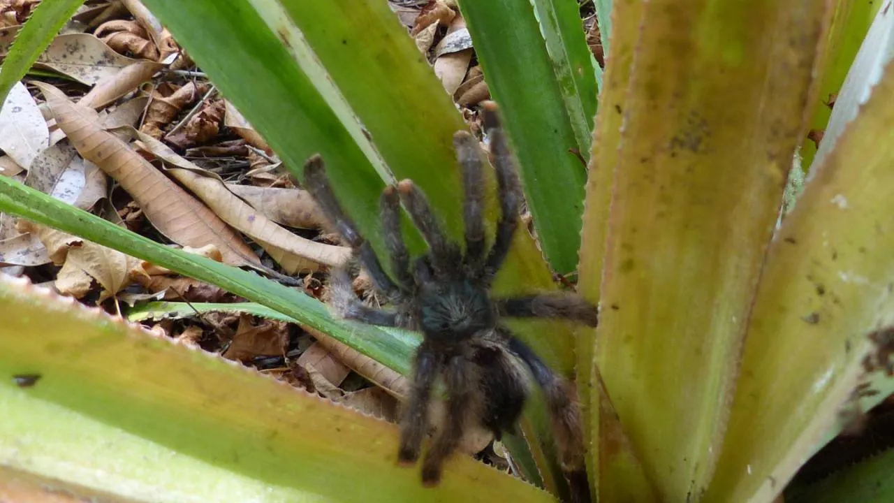 18095 versicolor tarantula price factors