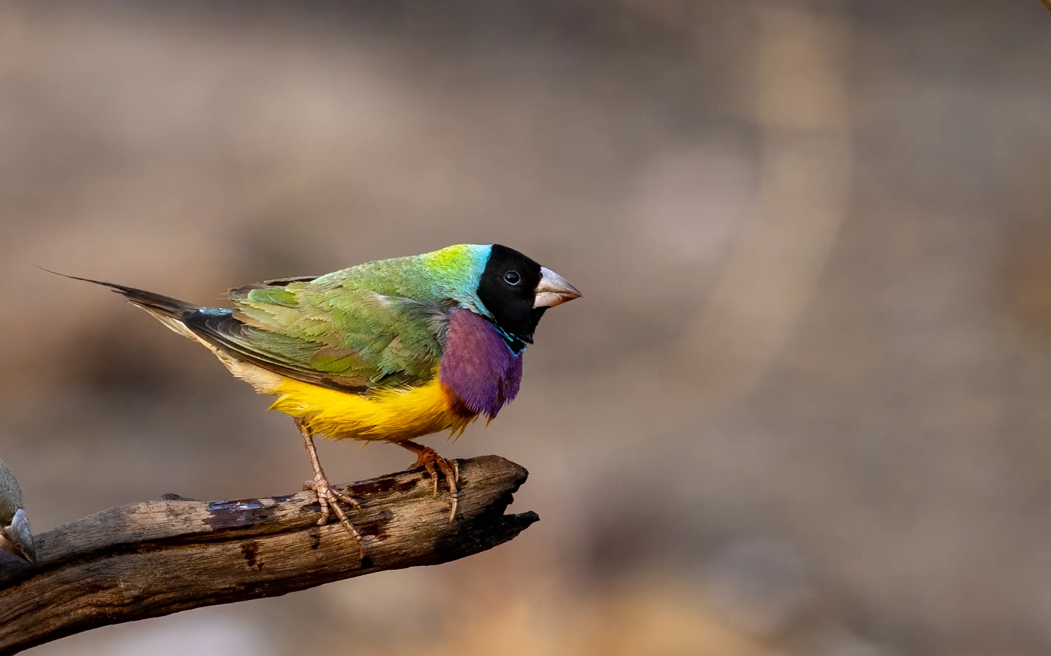 18096 tarantula feeding schedule