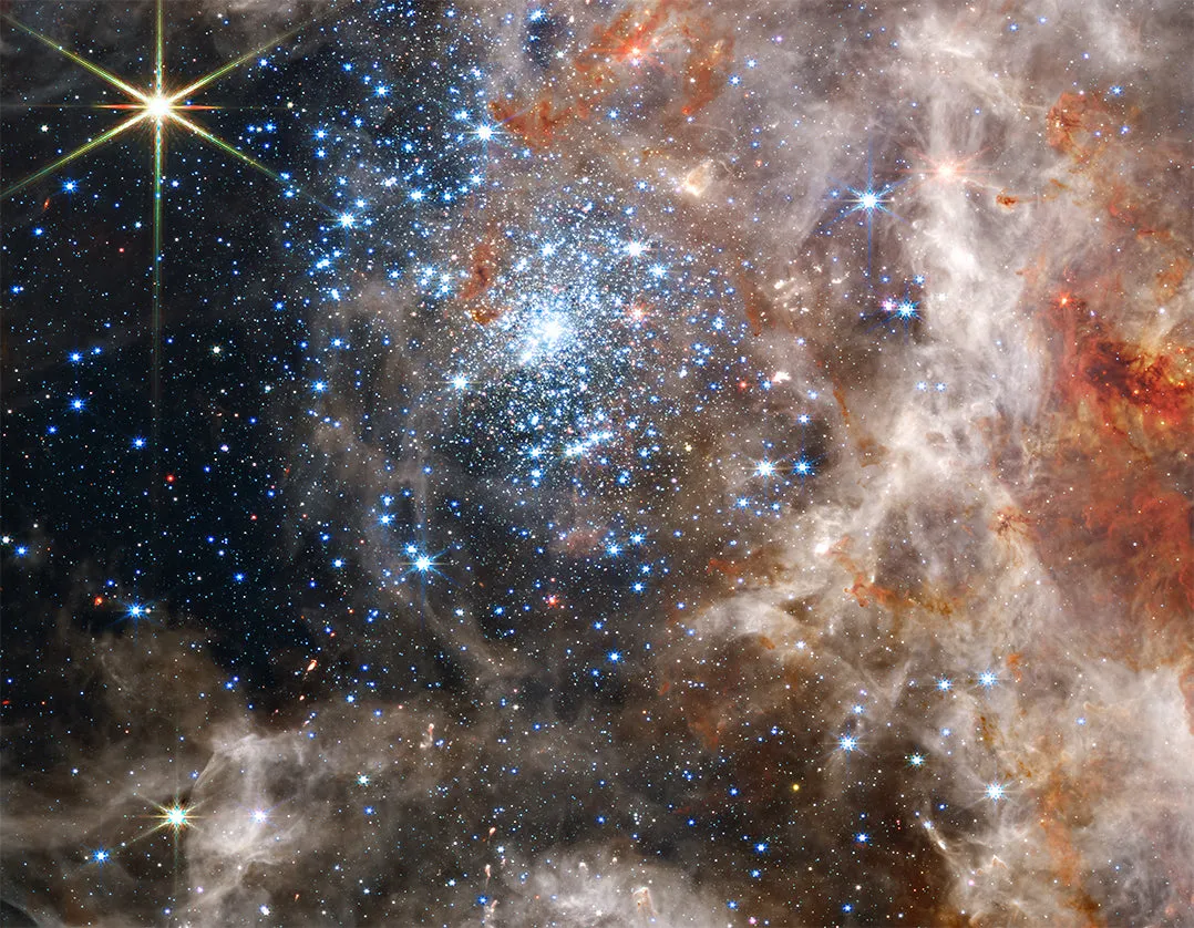 18097 tarantula close up