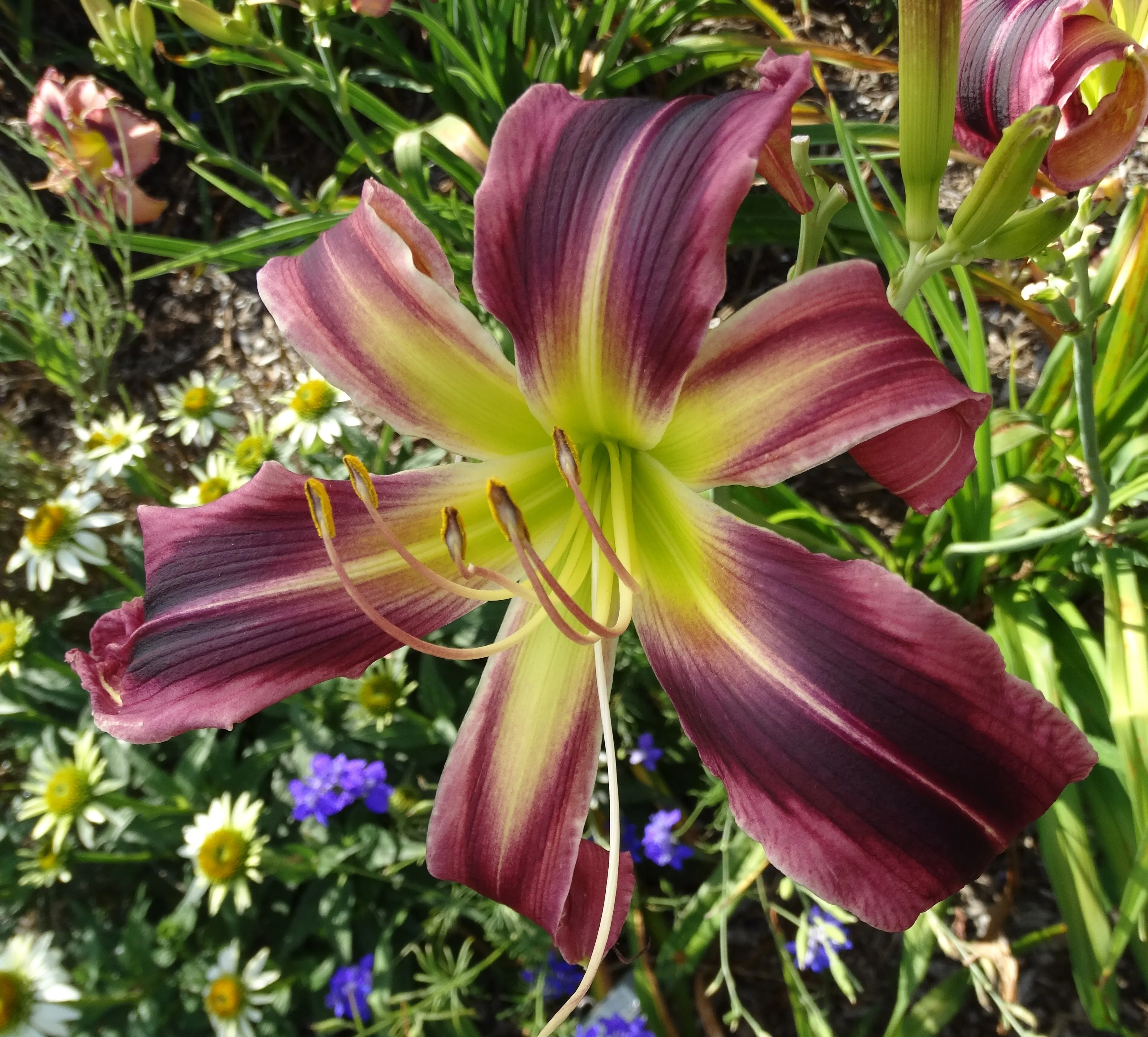 18097 tarantula eating