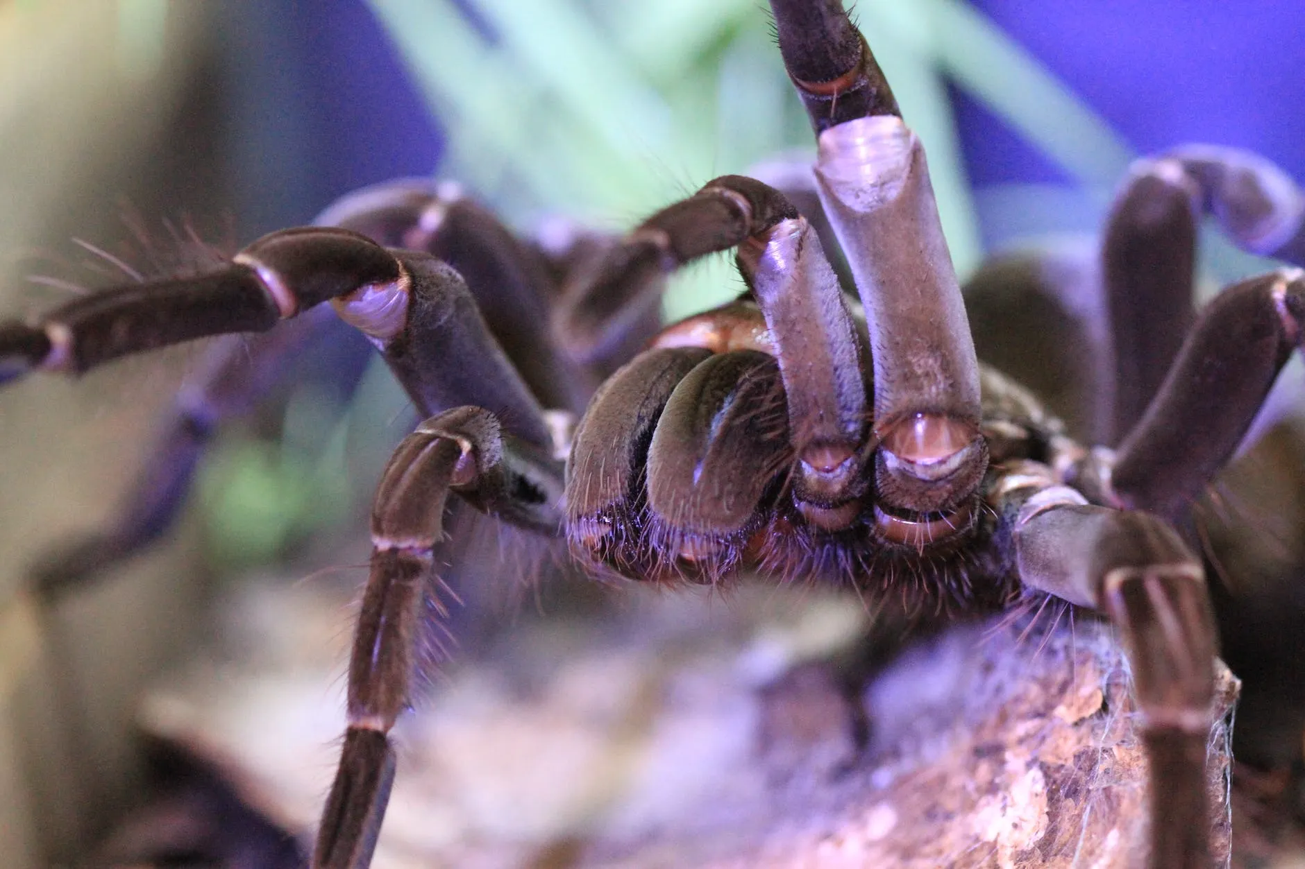 /img/18097-tarantula-lifespan.webp