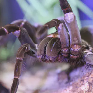 /img/18097-tarantula-lifespan.webp