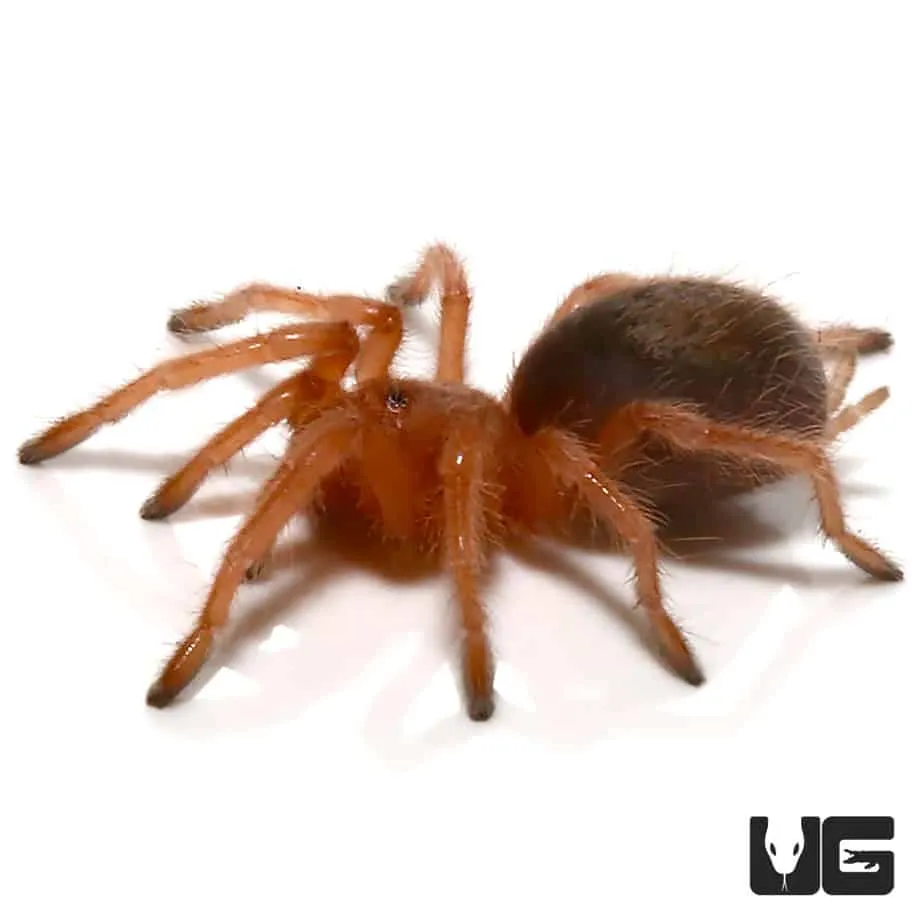 18098 online tarantula retailers