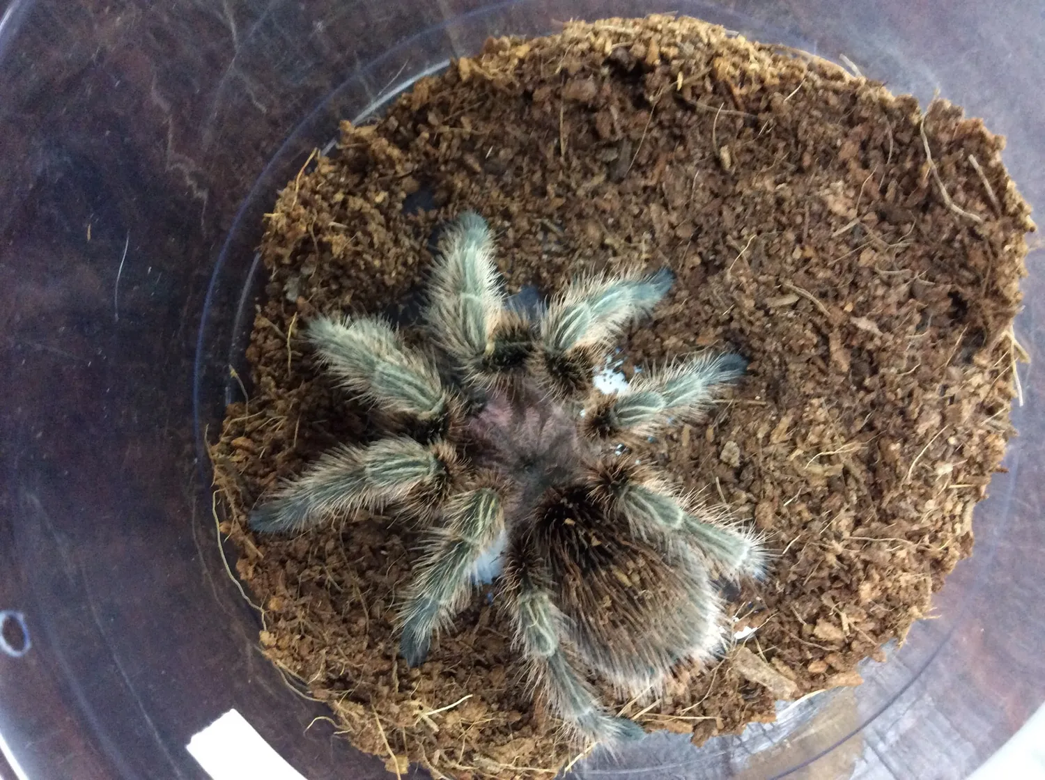 18098 reputable tarantula breeder