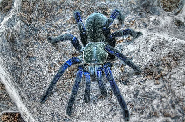 18099 cobalt blue tarantula burrowing