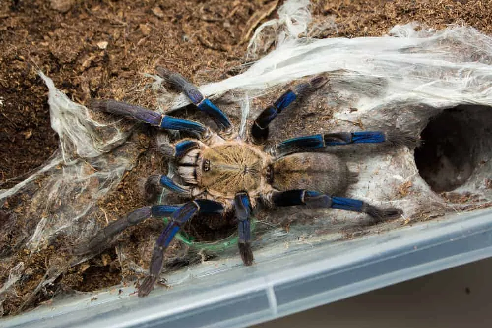 18099 cobalt blue tarantula climate