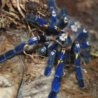/img/18099-cobalt-blue-tarantula-hiding.webp