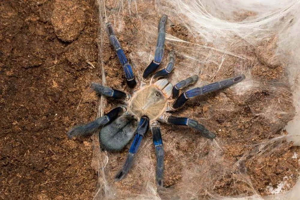 18099 cobalt blue tarantula vegetation