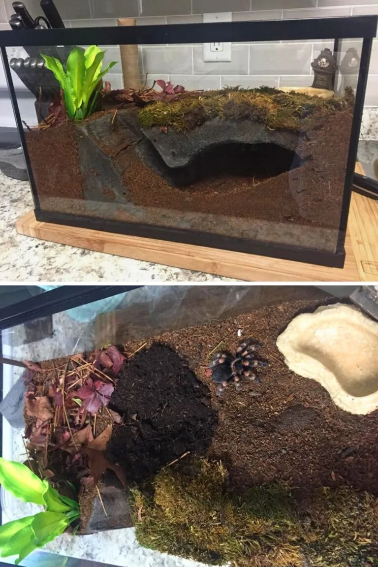 18102 tarantula enclosure insulation
