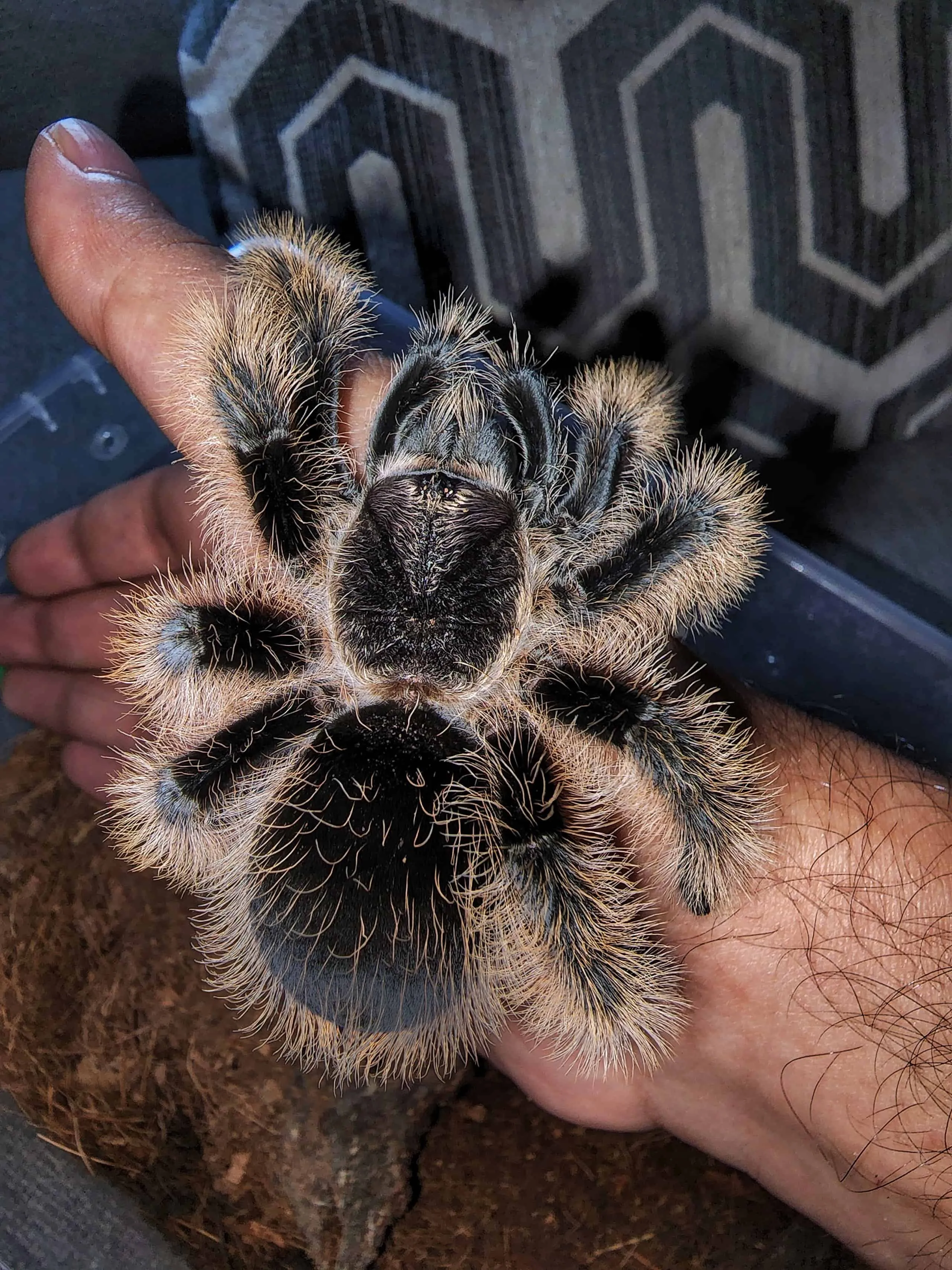 18103 humidity gauge tarantula