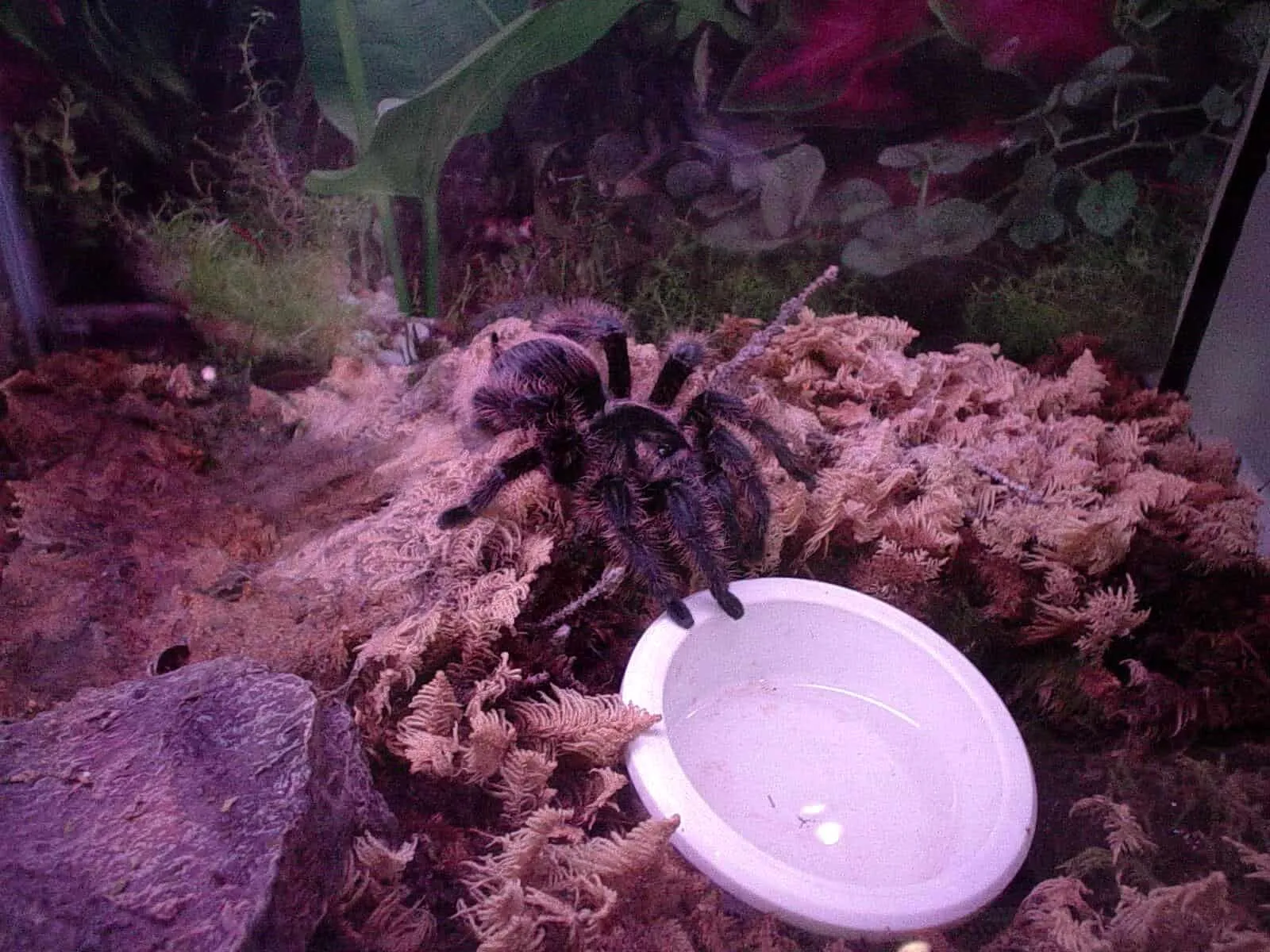 18103 tarantula feeding