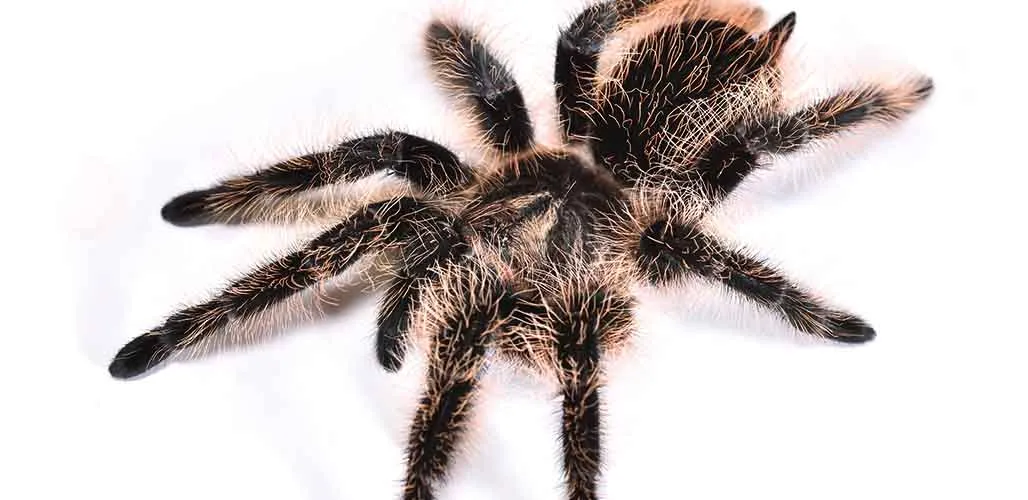 /img/18103-tarantula-substrate.webp