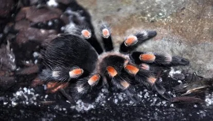 18104 tarantula migration mexico overview