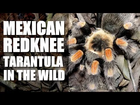 18104 tarantula species mexico