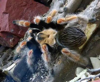 18104 tarantulas mating season