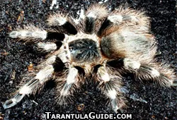 18105 black and white tarantula defensive pose