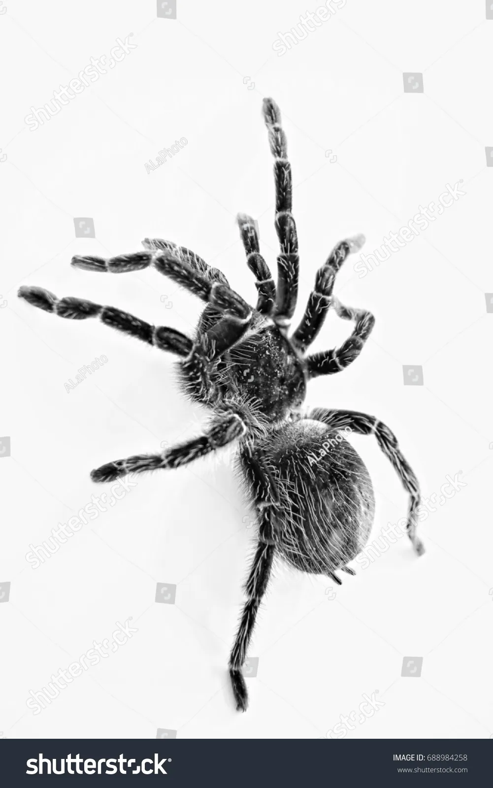 18105 black and white tarantula habitat