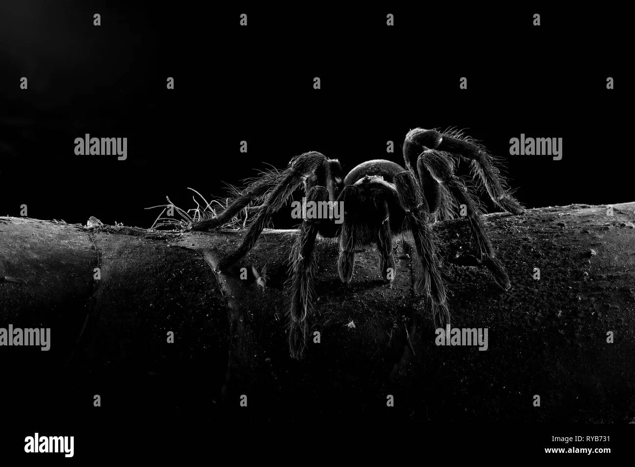 18105 black and white tarantula hunting