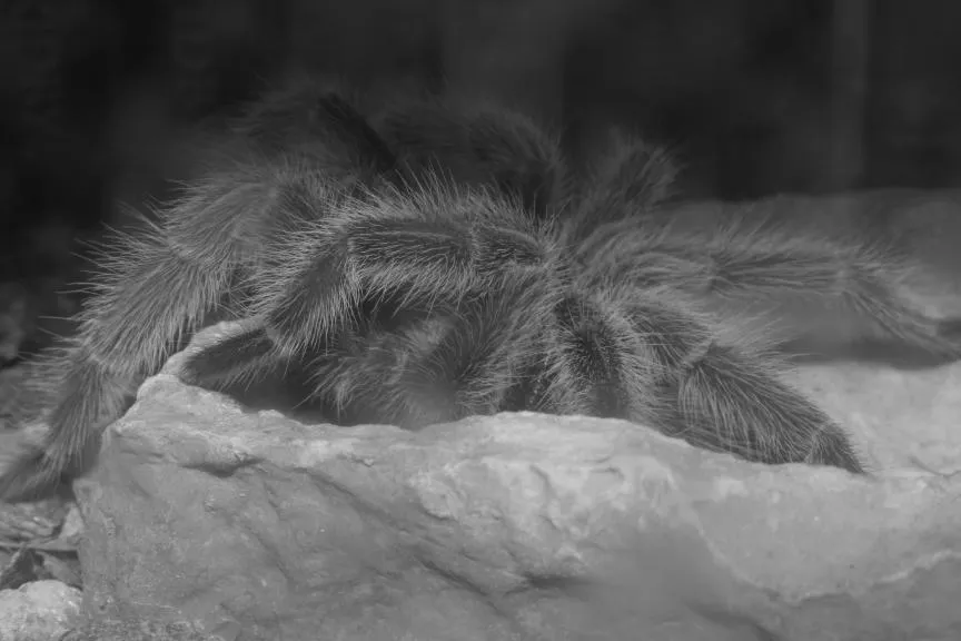 18105 black and white tarantula lifespan